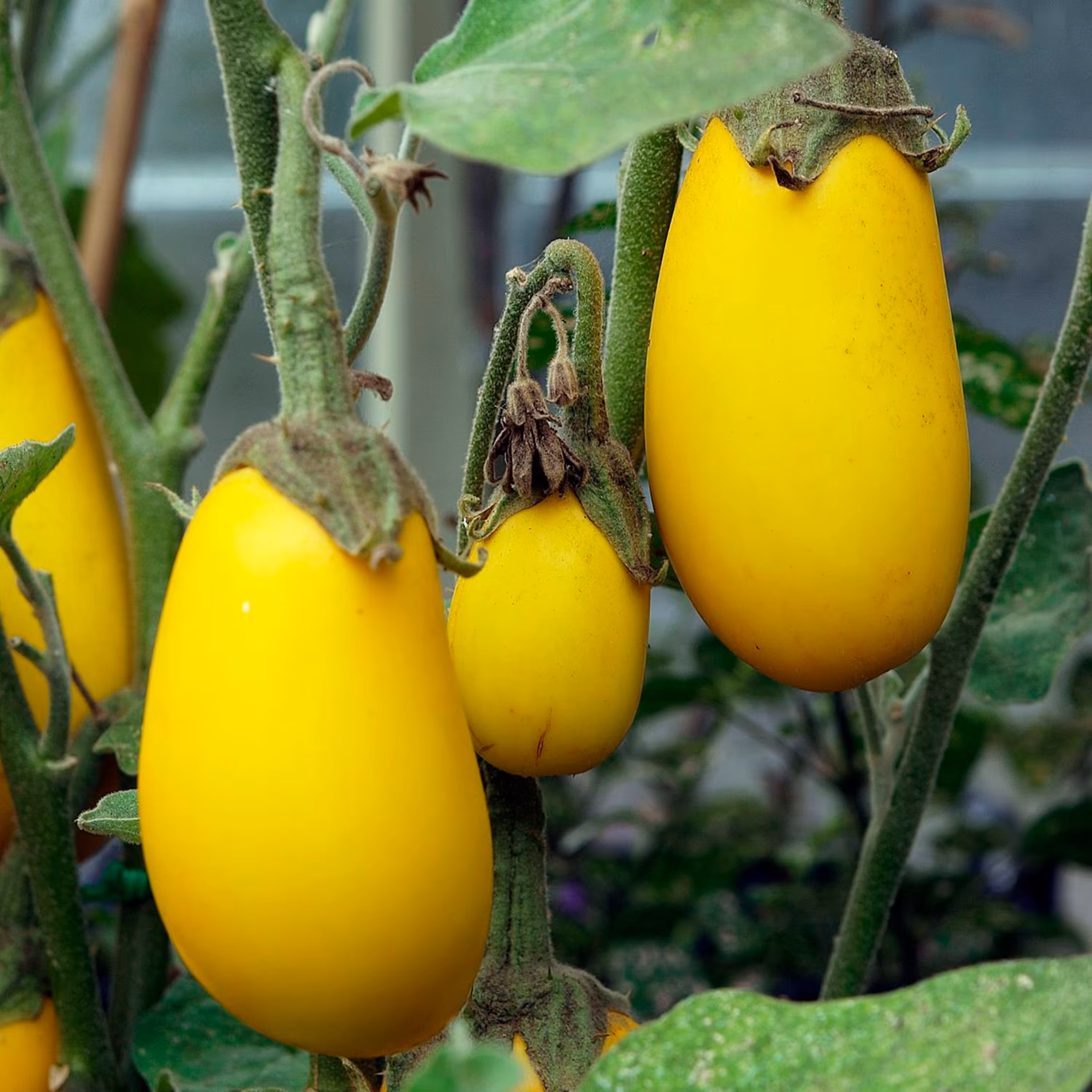 بذر بادمجان زرد دلمه ای
