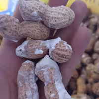 بادام زمینی ایرانی تازه (1 کیلویی)