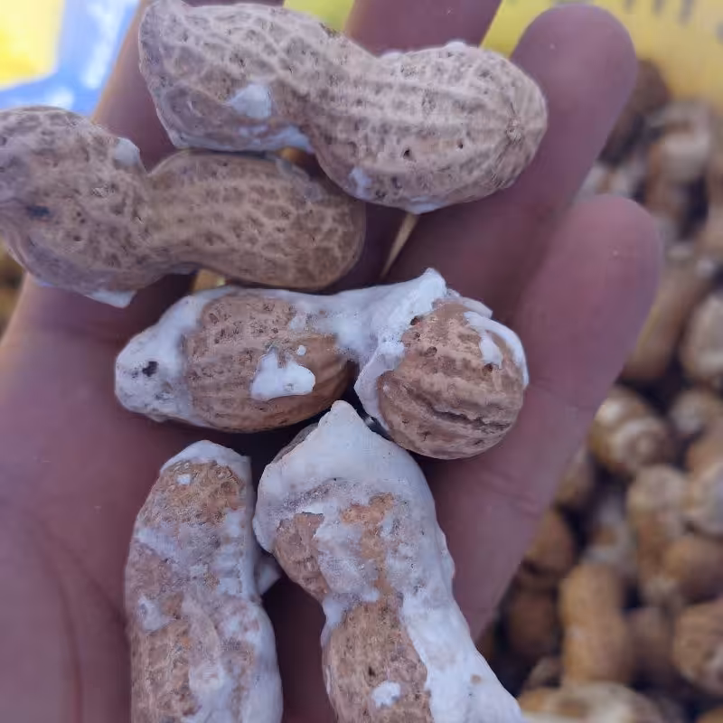 بادام زمینی ایرانی تازه (1 کیلویی)