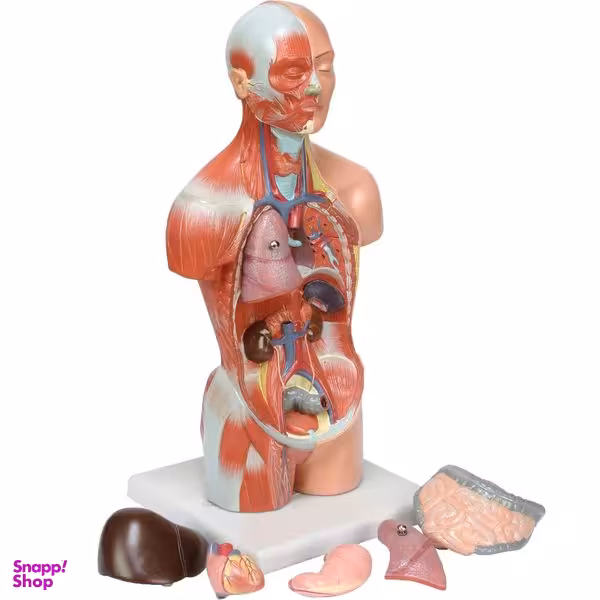 بازی آموزشی طرح مولاژ آناتومی بدن انسان مدل 7P