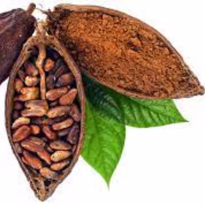 بذر  درخت کاکائو 4 عددی
