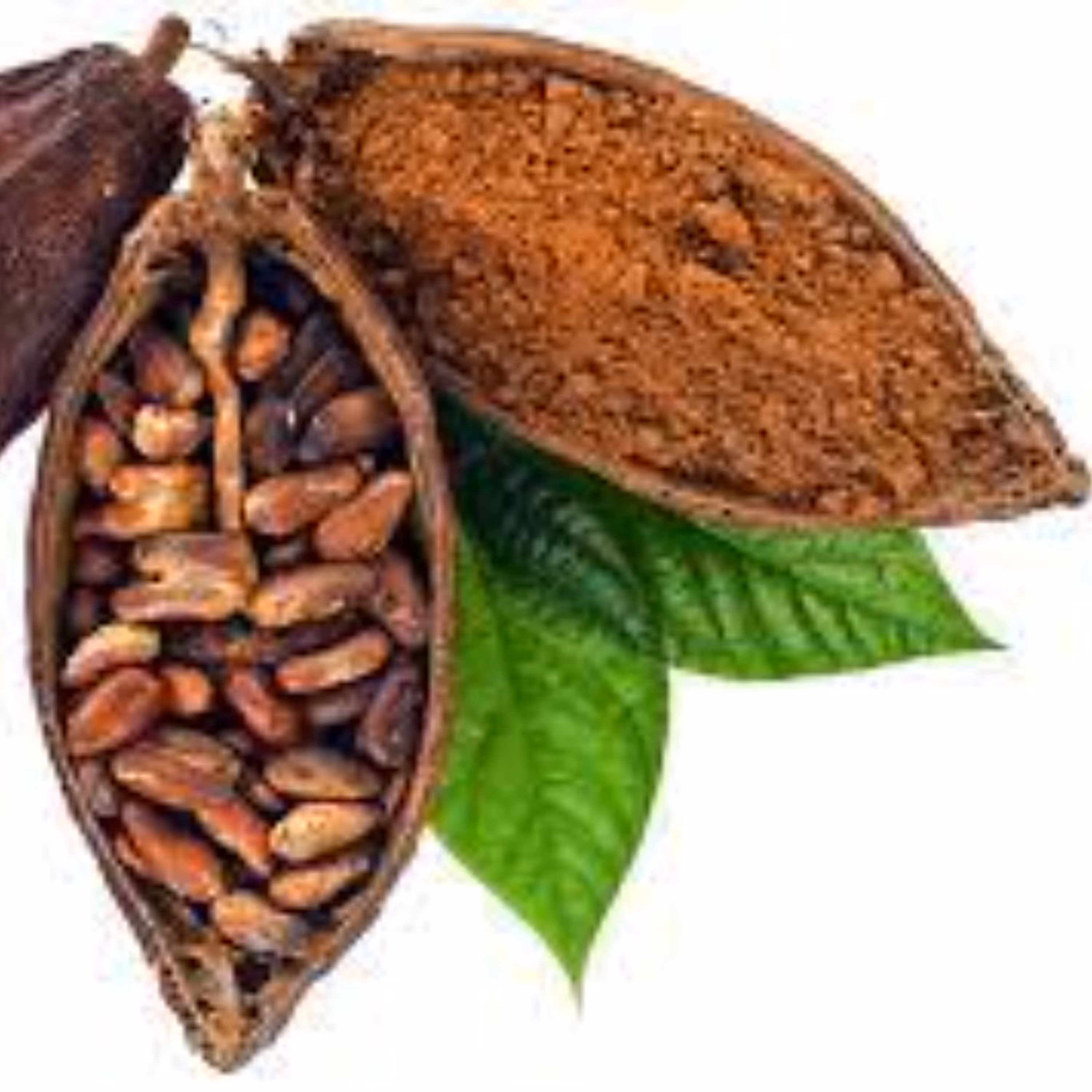 بذر  درخت کاکائو 4 عددی