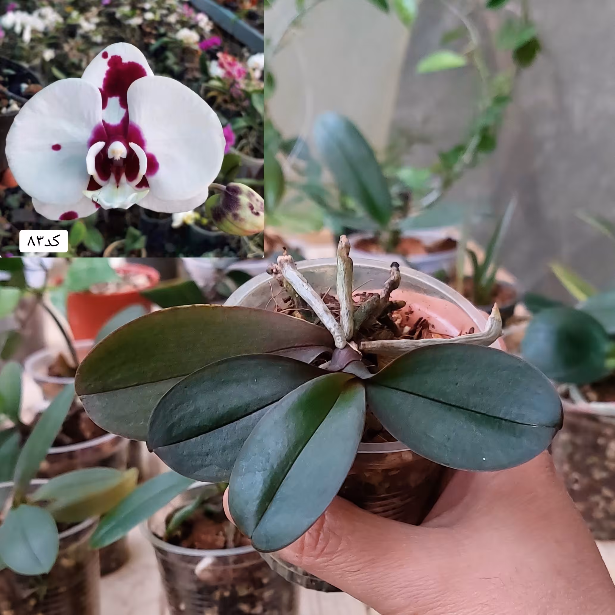 نشای ارکیده فالانوپسیس کد 83