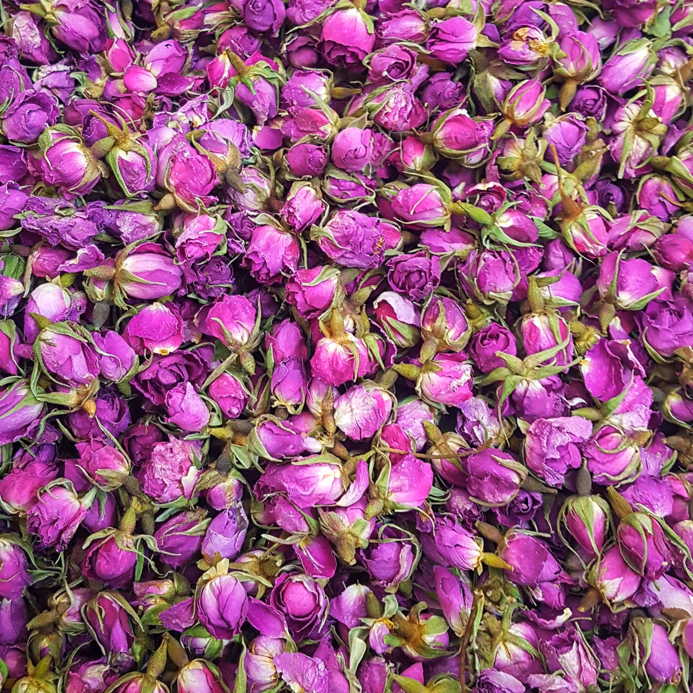 غنچه لاله زار لوکس