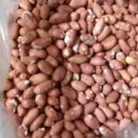 بادام زمینی 