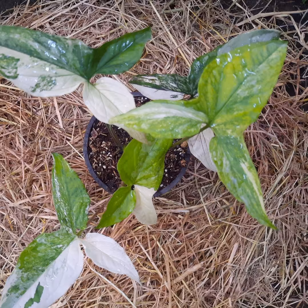 سینگنیوم ابلق