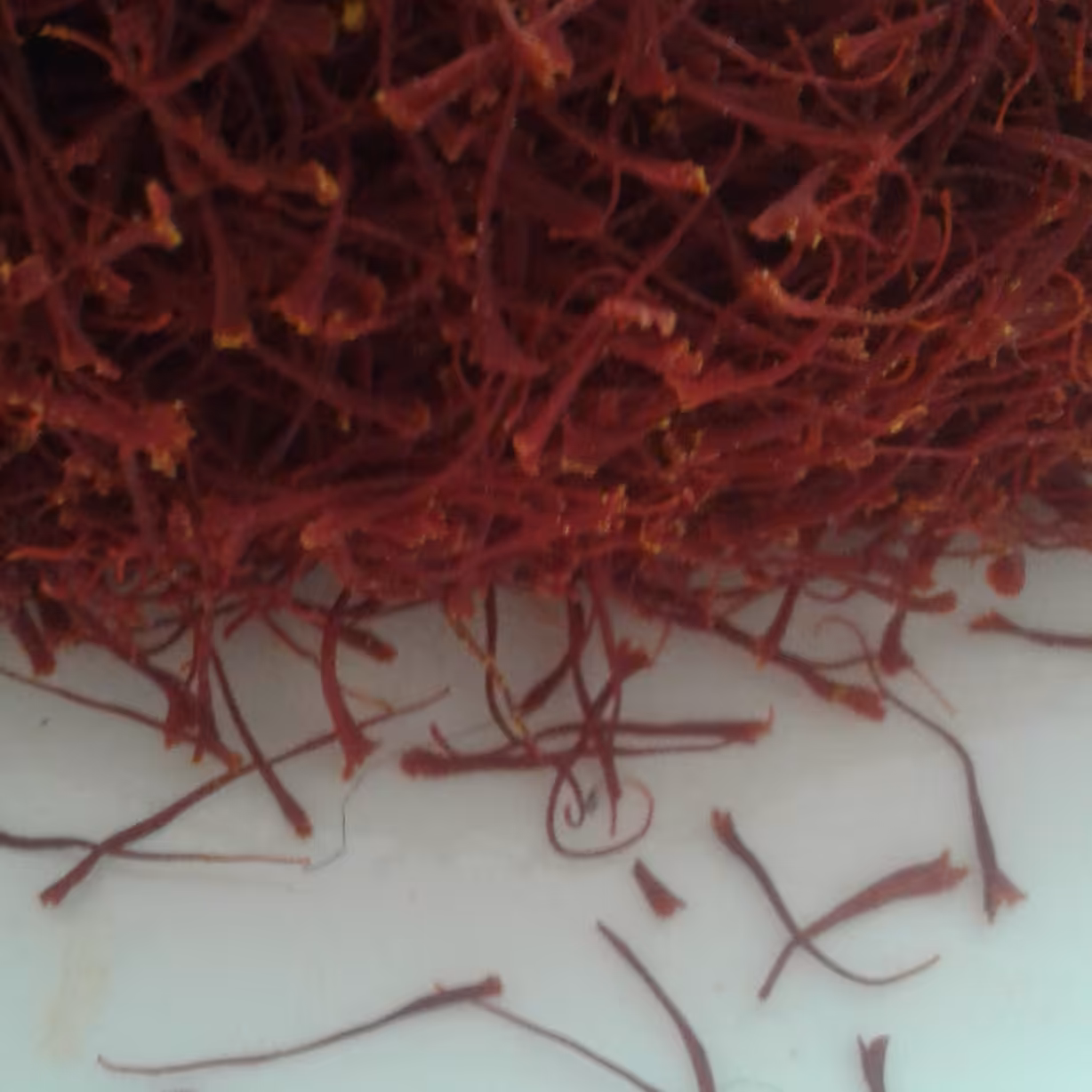 زعفران تازه و مرغوب