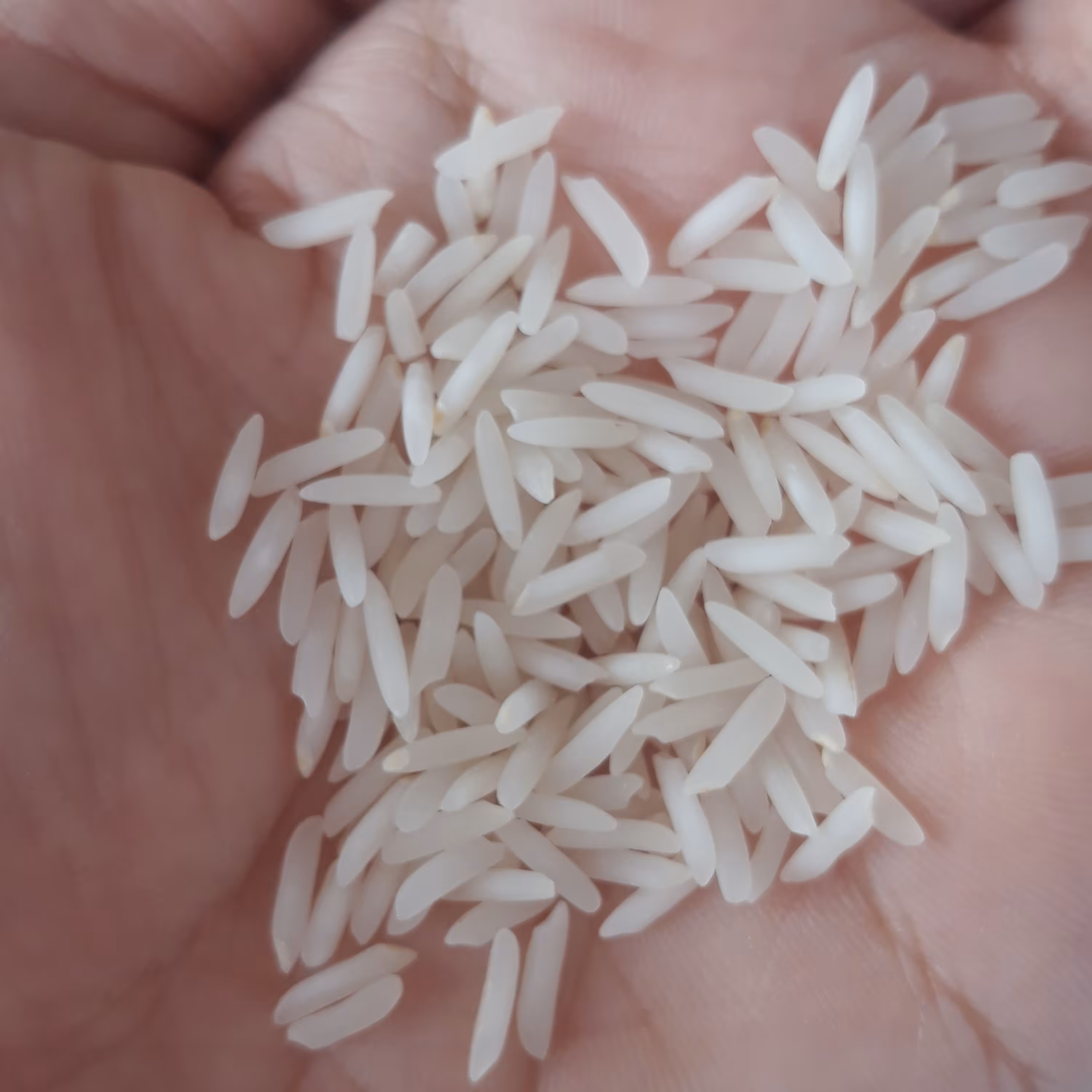 برنج فریدونکنار شیرودی خوش پخت (10کیلویی ) بدون ارسال رایگان