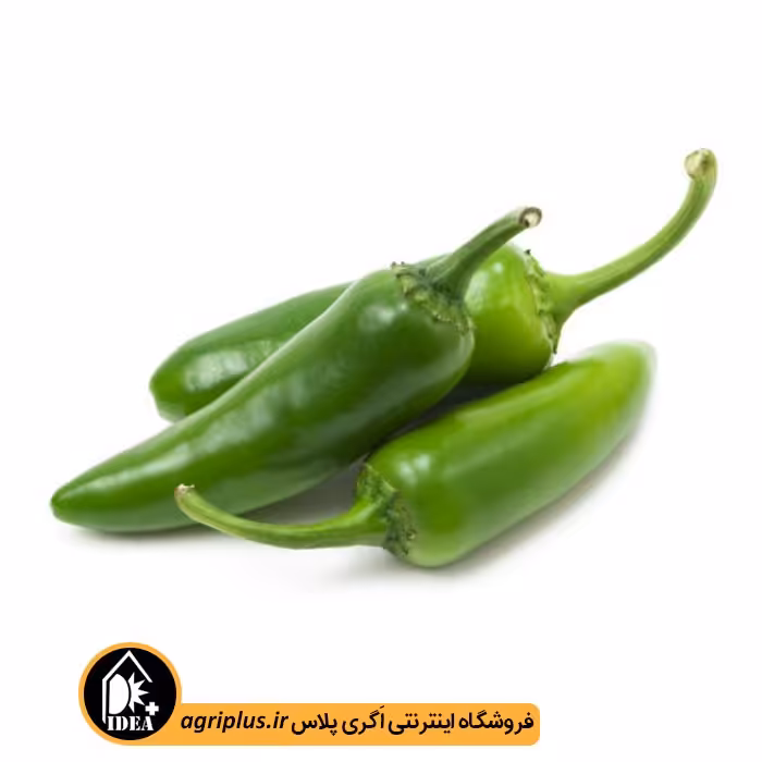 بذر فلفل سبز بسته بندی خانگی