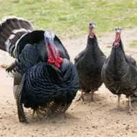 بوقلمون محلی گیلان
