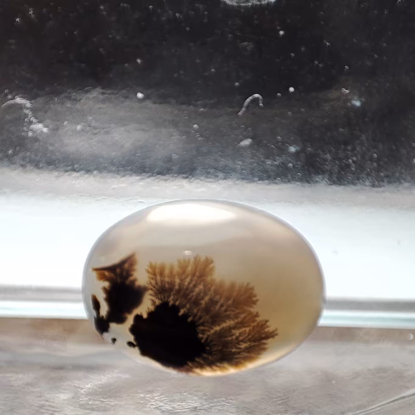 شجر قائن کلکسیونی طبیعی و معدنی کد 589