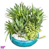 گل طبیعی کاکتوس و ساکولنت گل آنلاین کد 71