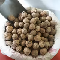 گردوی پر چرب کوهی ارگانیک چهارمحال وبختیاری (1700گرمی)