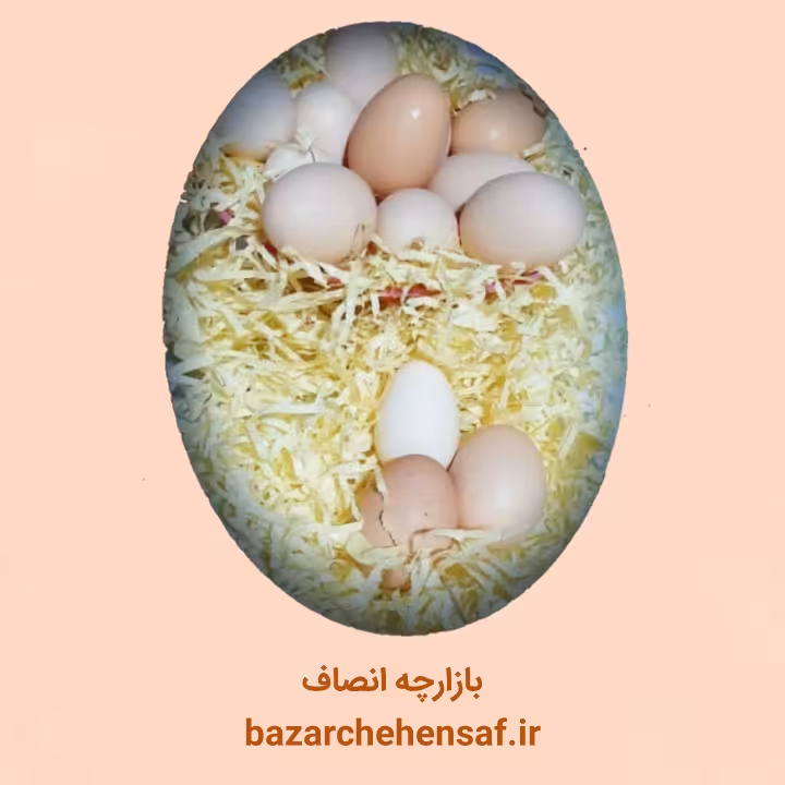 تخم مرغ محلی