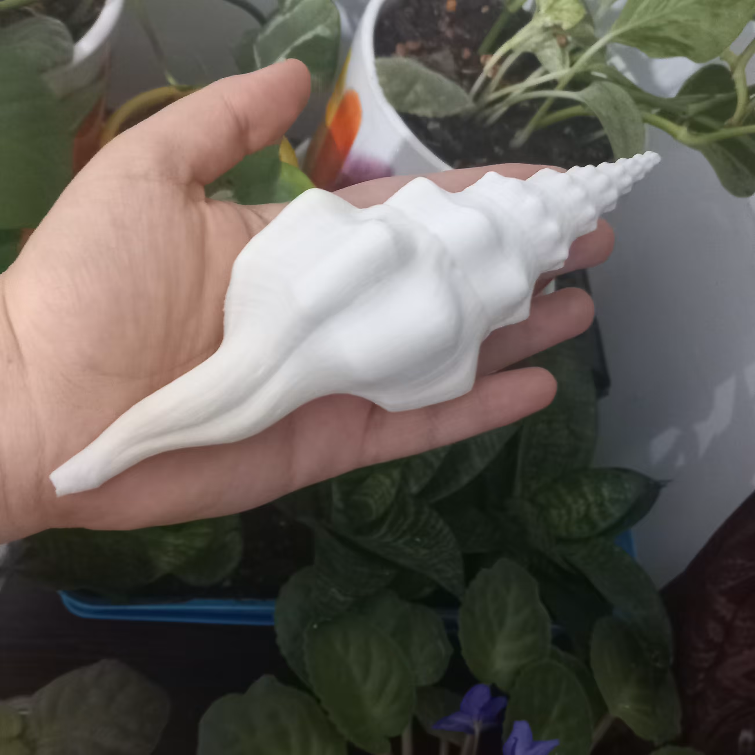 صدف  فوسینوس ، دکوری