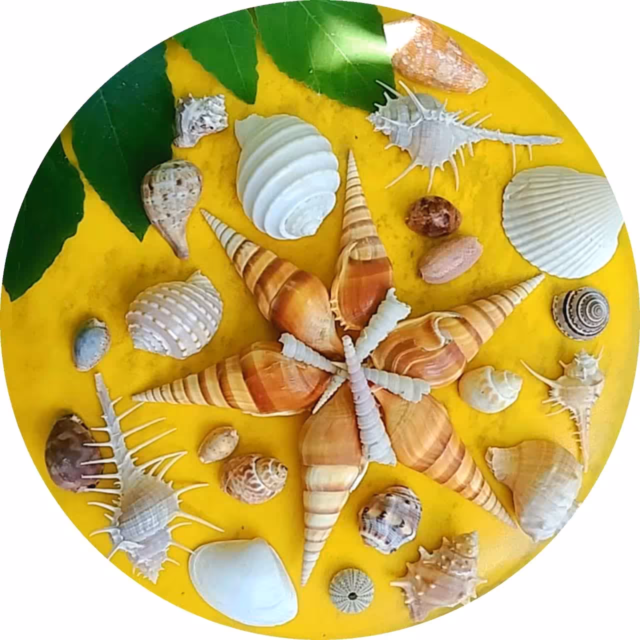 صدف سواحل مکران پک شماره 1 با رنگ طبیعی  و تنوع بالا  کد 001