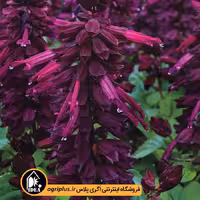 بذر گل سلوی Vista پن امریکن