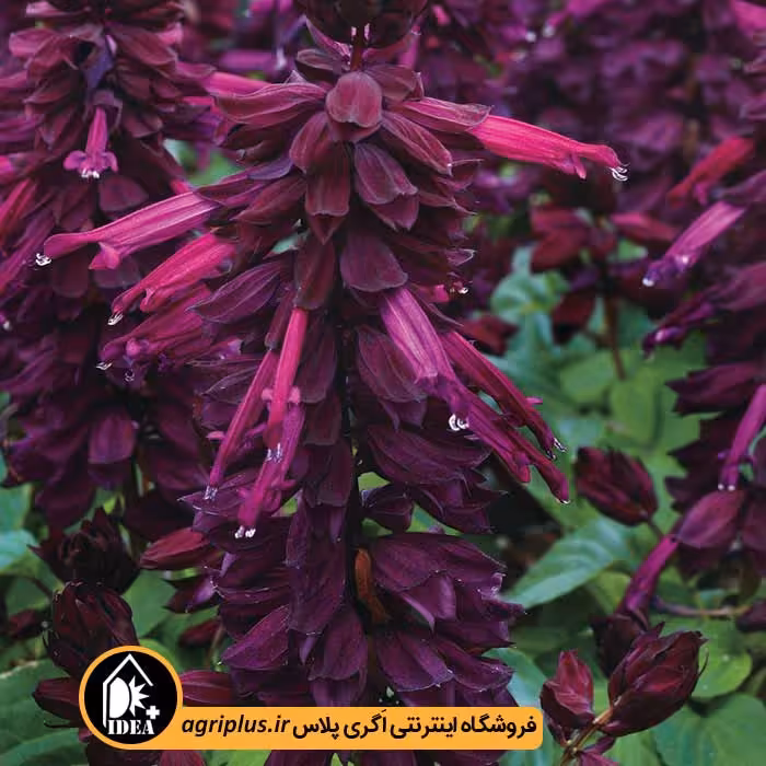 بذر گل سلوی Vista پن امریکن