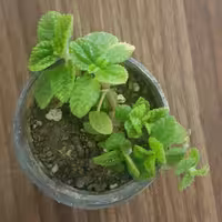 برگ نعنایی مینیاتوری