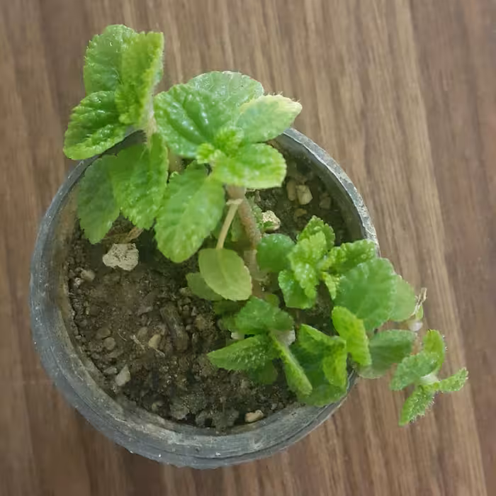 برگ نعنایی مینیاتوری