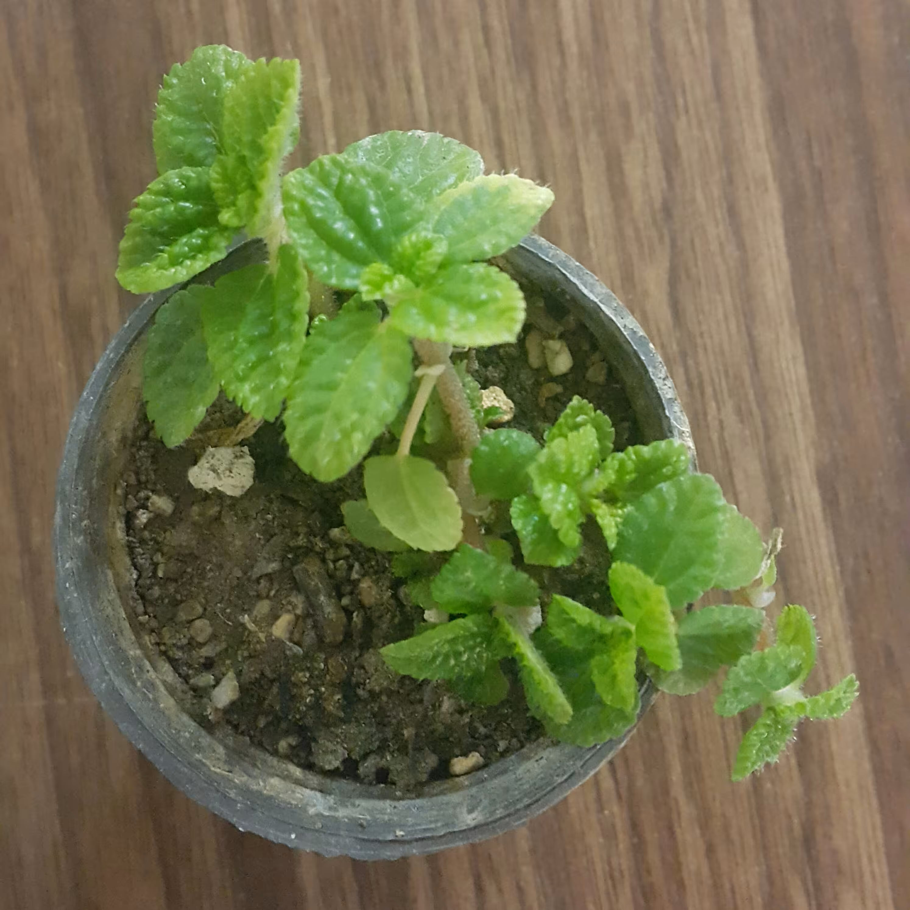 برگ نعنایی مینیاتوری