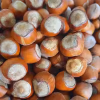 فندوق خام زرین و پُرمغز الموت قزوین (900گرمی)