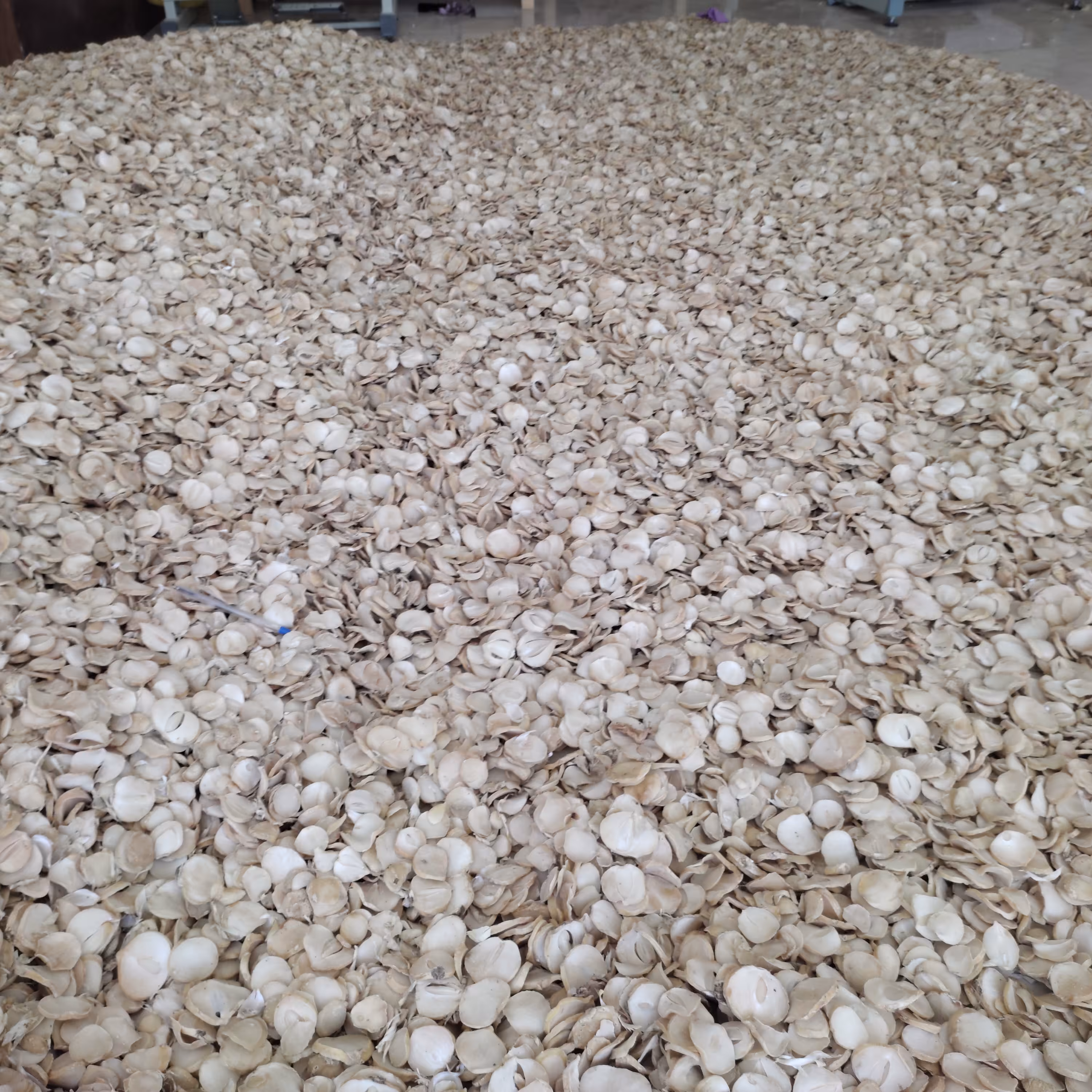 موسیر خشک پلاکی 500گرمی مناسب برای مصارف غذایی و ادویه جات