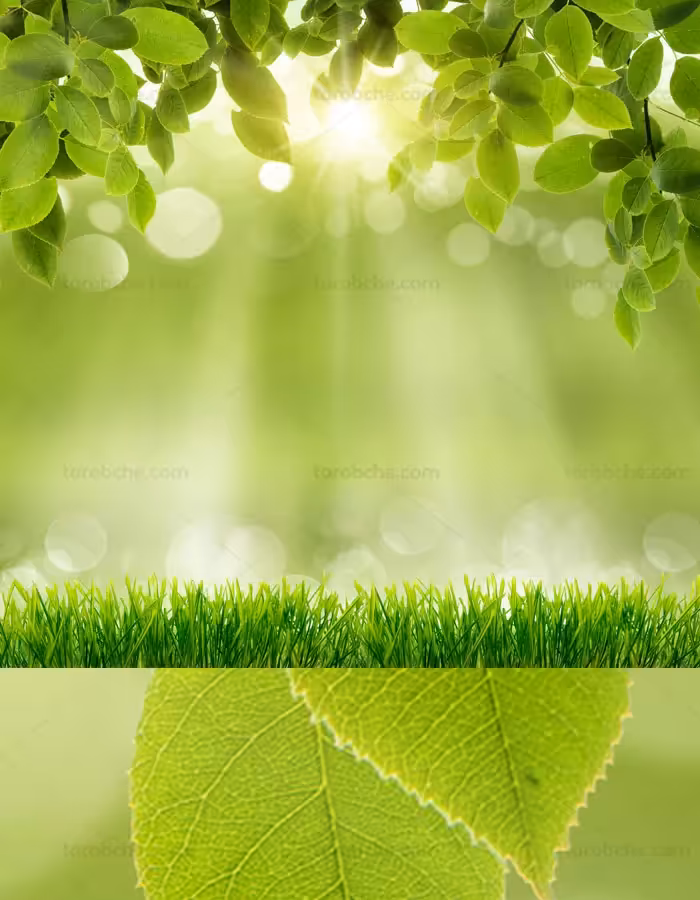پس زمینه با کیفیت فضای سبز با تابش نور خوشید - گرافیک با طعم تربچه