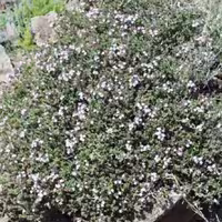 گیاه آویشن کوهی  200 گرم  ( بهبود سرفه ،نفخ معده ، سینوزیت ،رفع بوی بدن دهان 