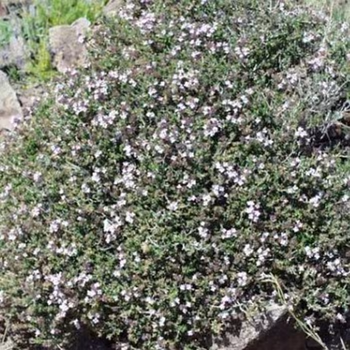 گیاه آویشن کوهی  200 گرم  ( بهبود سرفه ،نفخ معده ، سینوزیت ،رفع بوی بدن دهان 