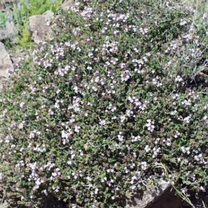 گیاه آویشن کوهی  200 گرم  ( بهبود سرفه ،نفخ معده ، سینوزیت ،رفع بوی بدن دهان 