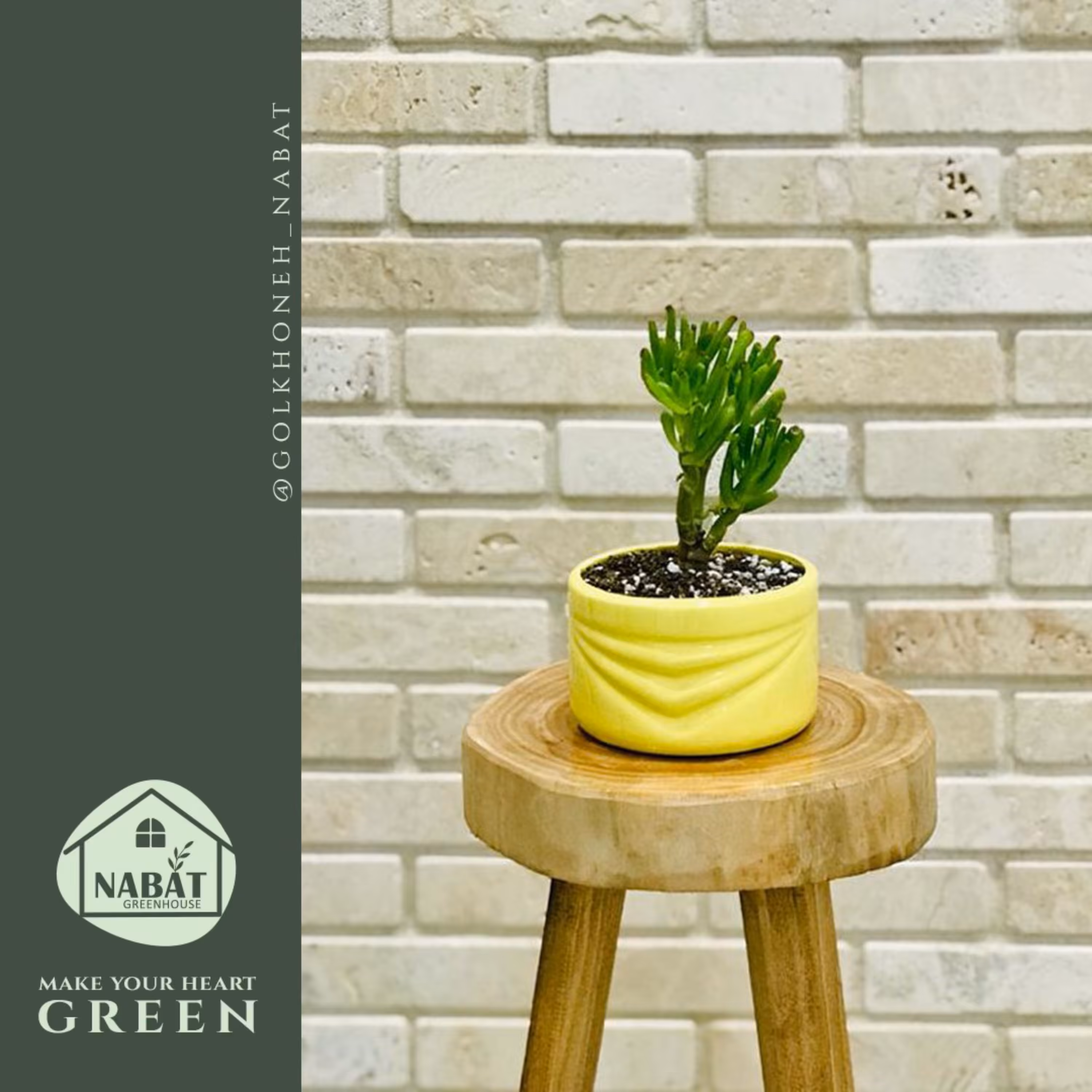 کراسولا سم اسبی یا نعل اسبی با گلدان سرامیکی در رنگهای سفید،صورتی و زرد