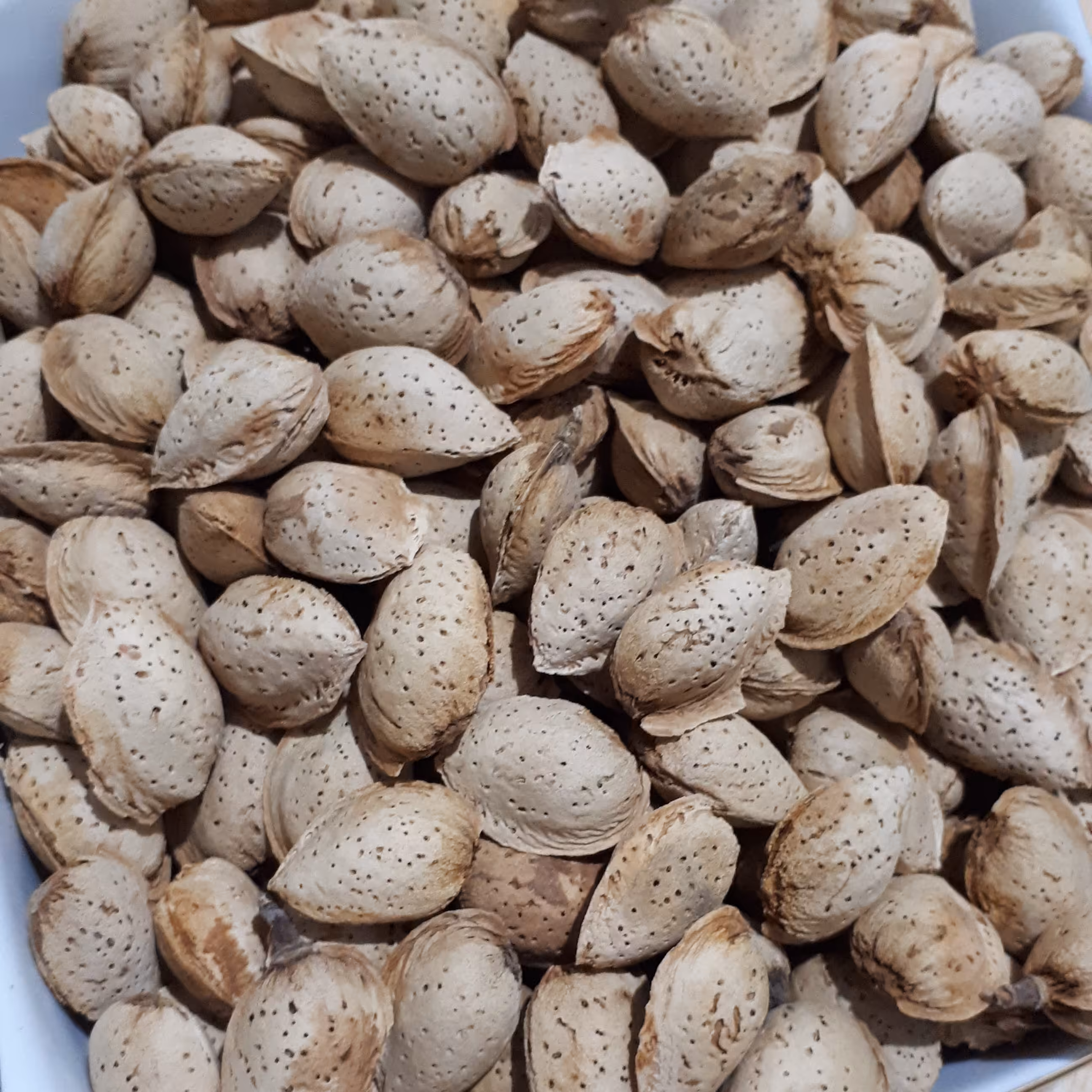 بادام نیمه کاغذی دو پوست امسالی و یک دست