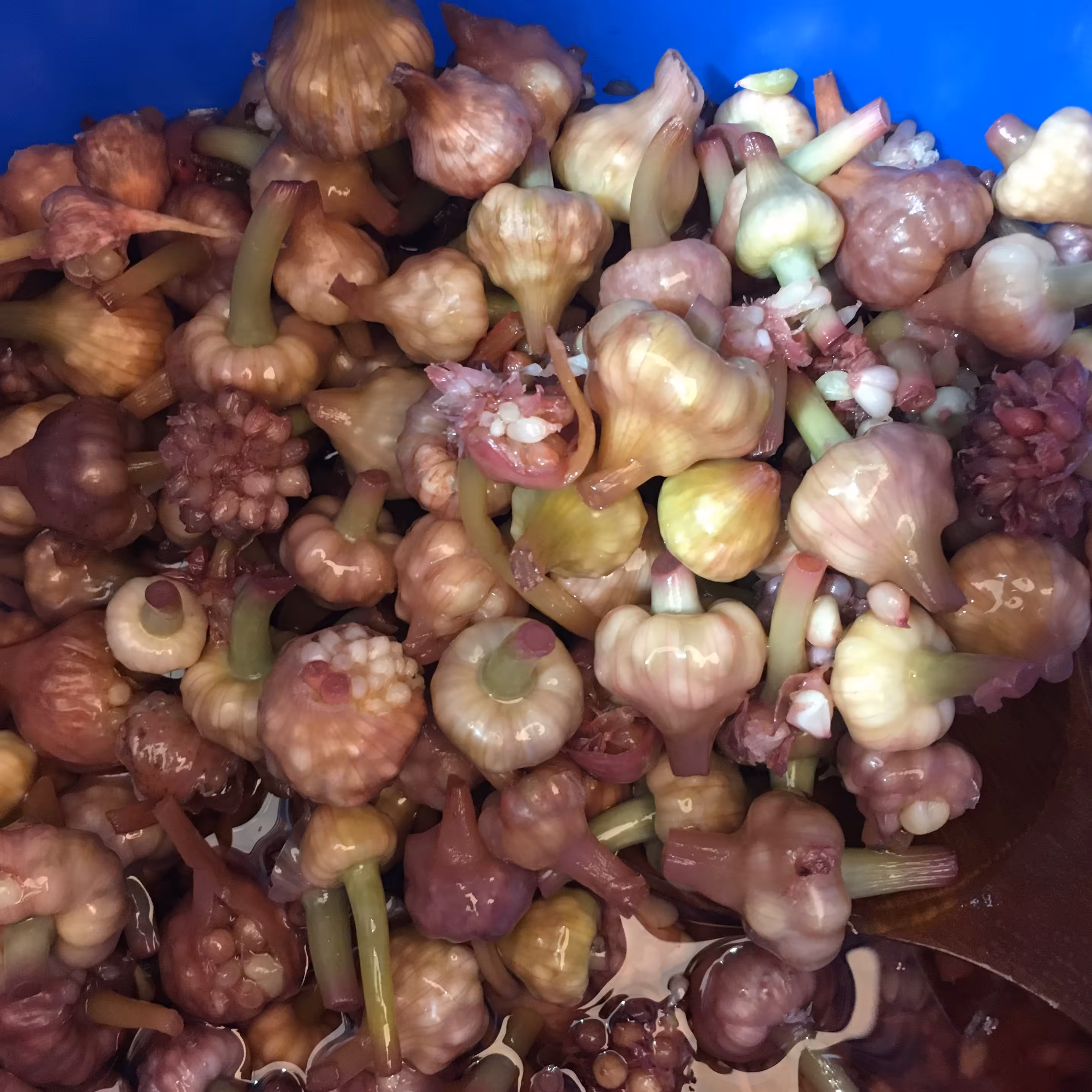 گل سیر محلی