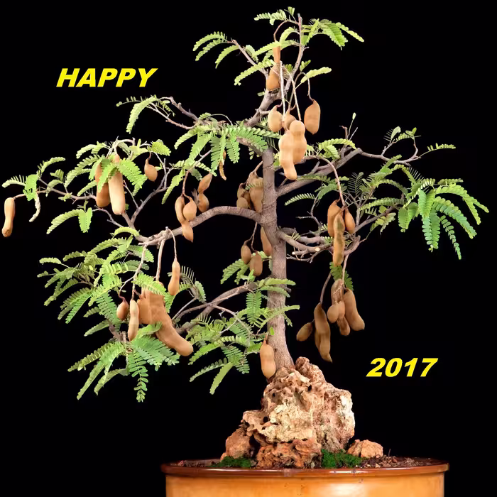بذر تمر هندی 12 عددی 
