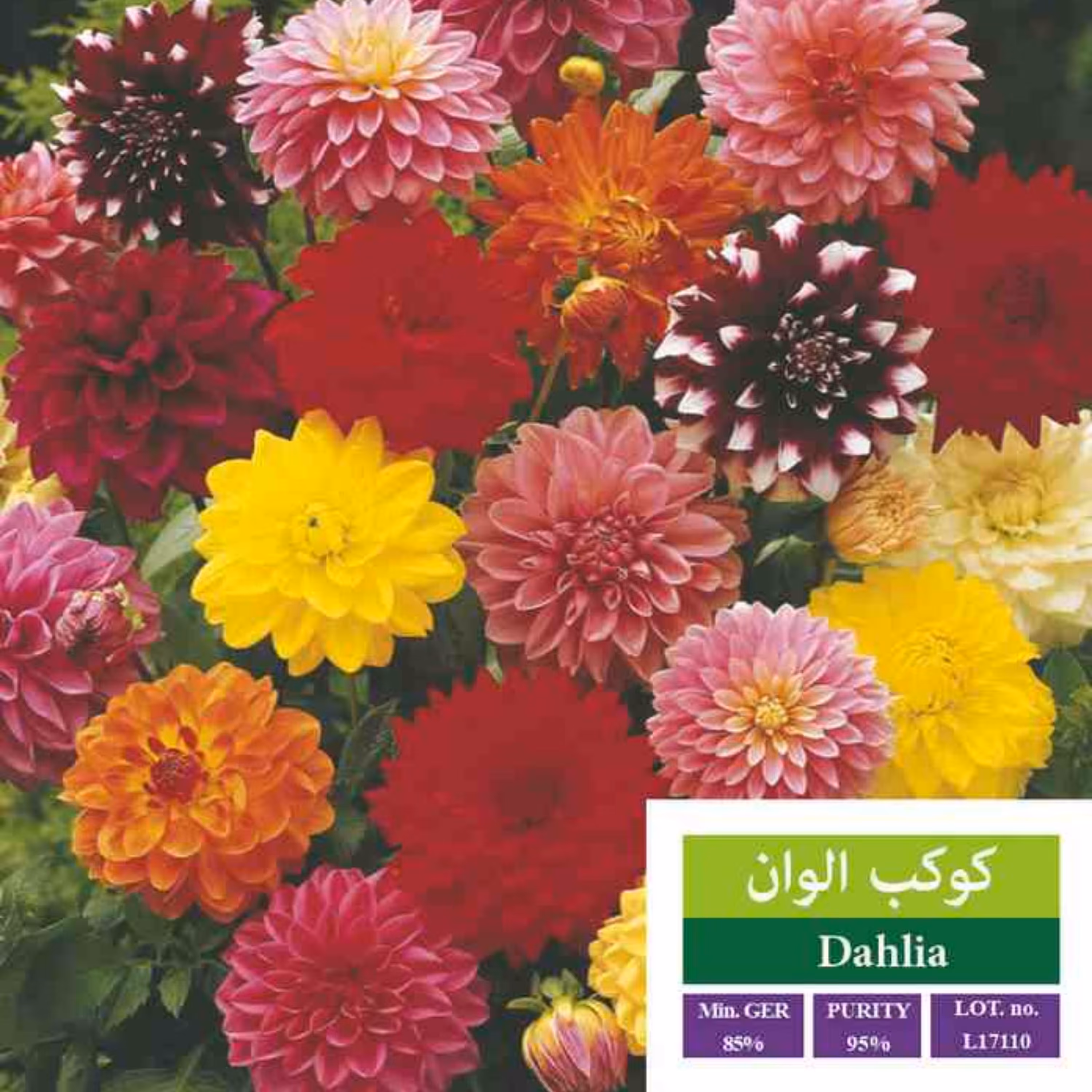 بذر گل کوکب الوان بذر طلایی رویان 