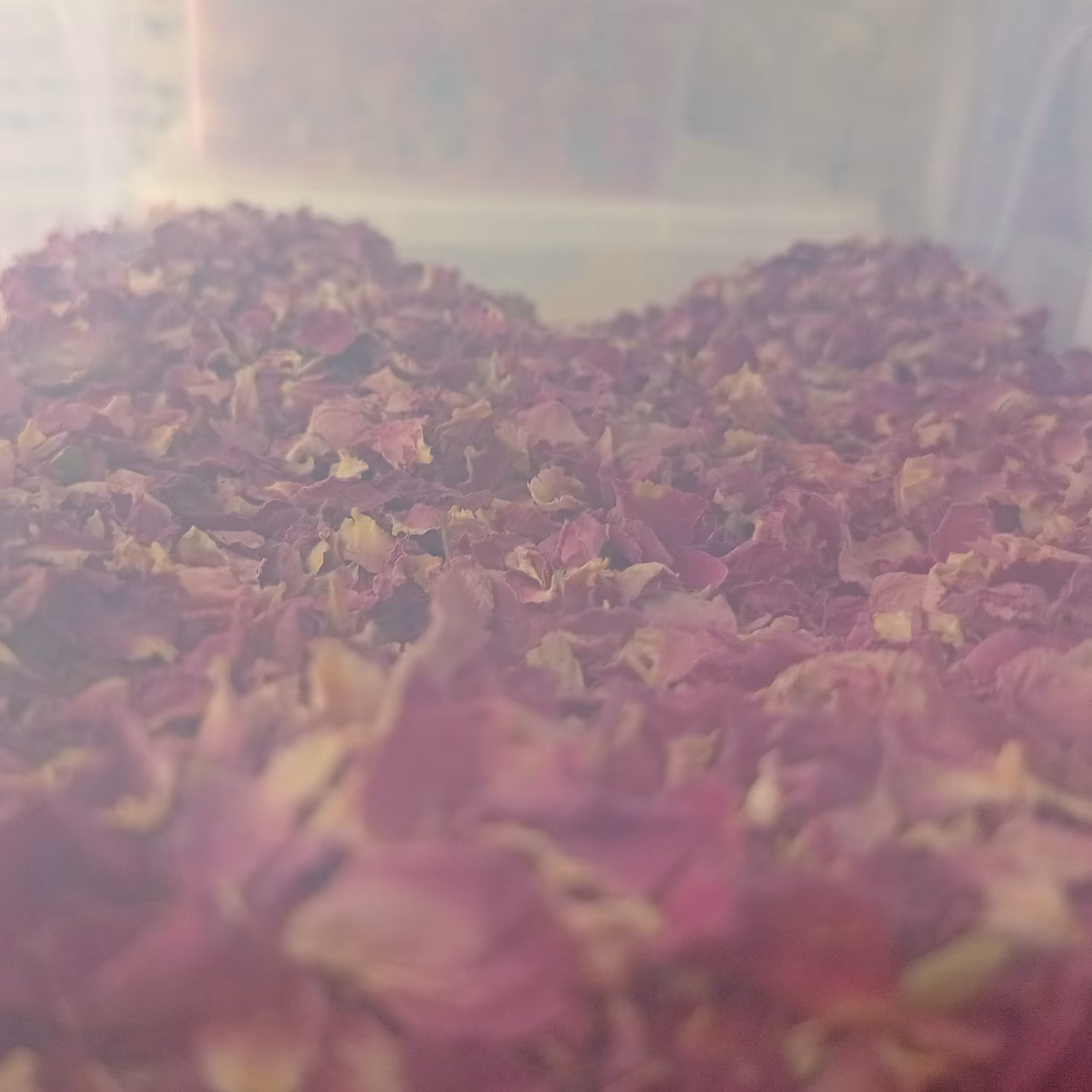 پر غنچه گل محمدی اعلی