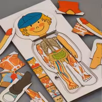 پازل جورچین اعضای بدن زی فی (مقوایی) پنج لایه با ابعاد 29 در14