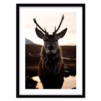 قیمت و خرید تابلو دکوراتیو مدل عکاسی طبیعت و گوزن کد 1146