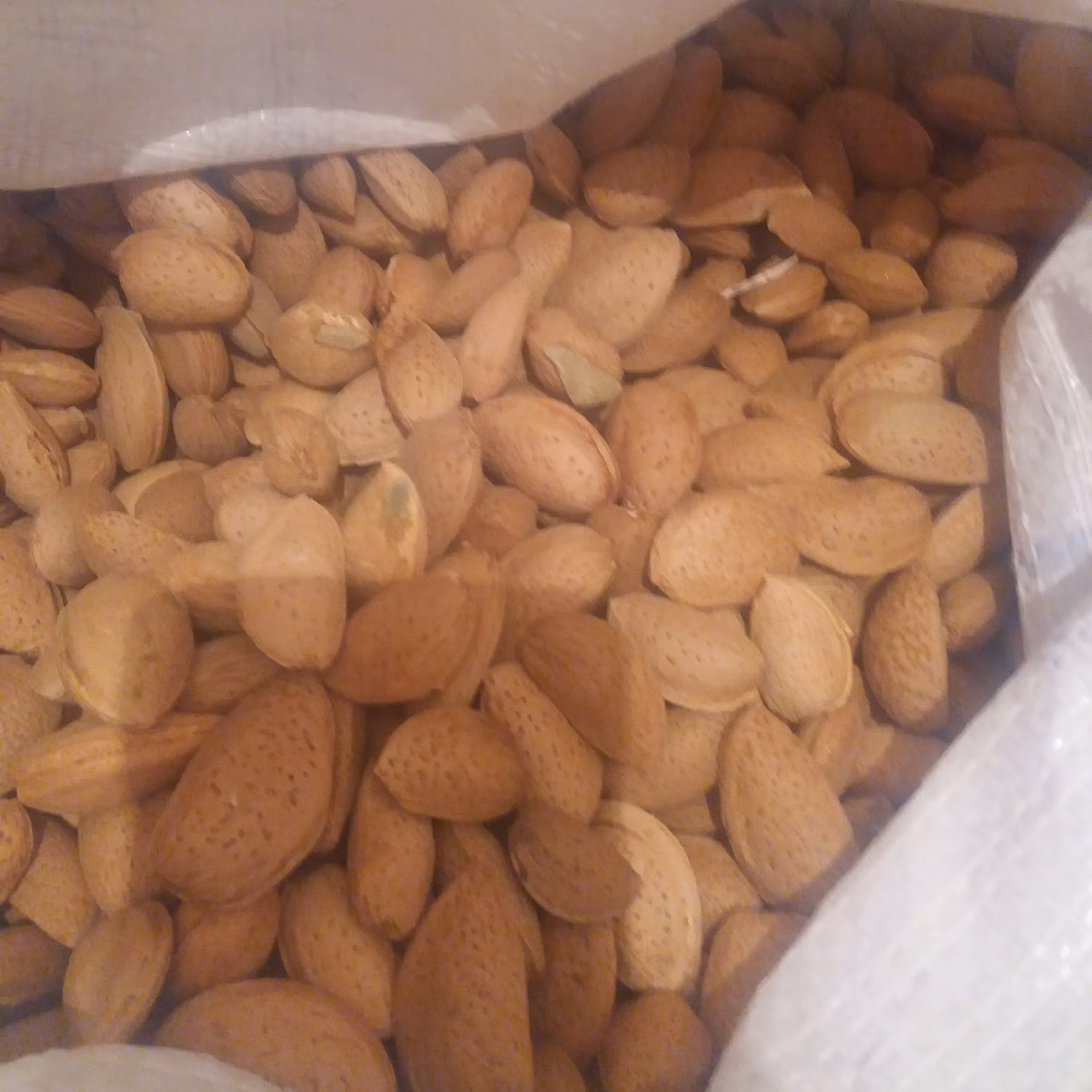 بادام درختی