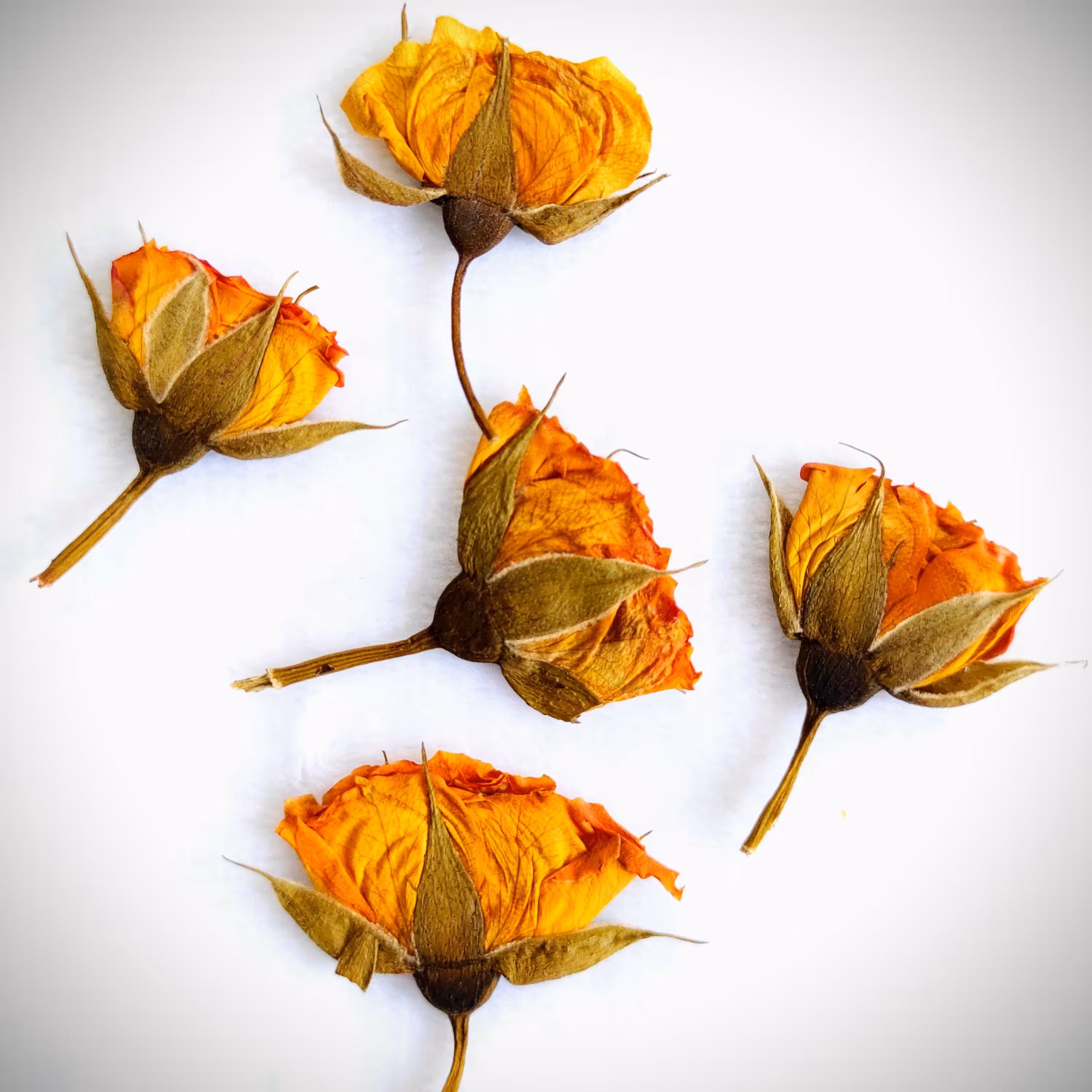 خرید گل خشک شده مخصوص رزین مدل گل رز نارنجی بسته 5 تایی