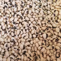 لوبیا چشم بلبلی  امسالی . ایرانی. درجه یک