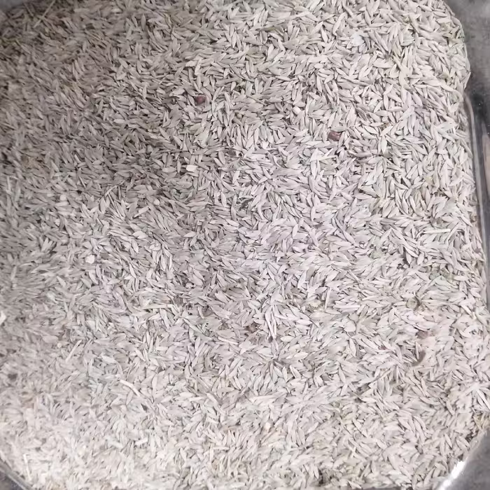 تخم کاهو