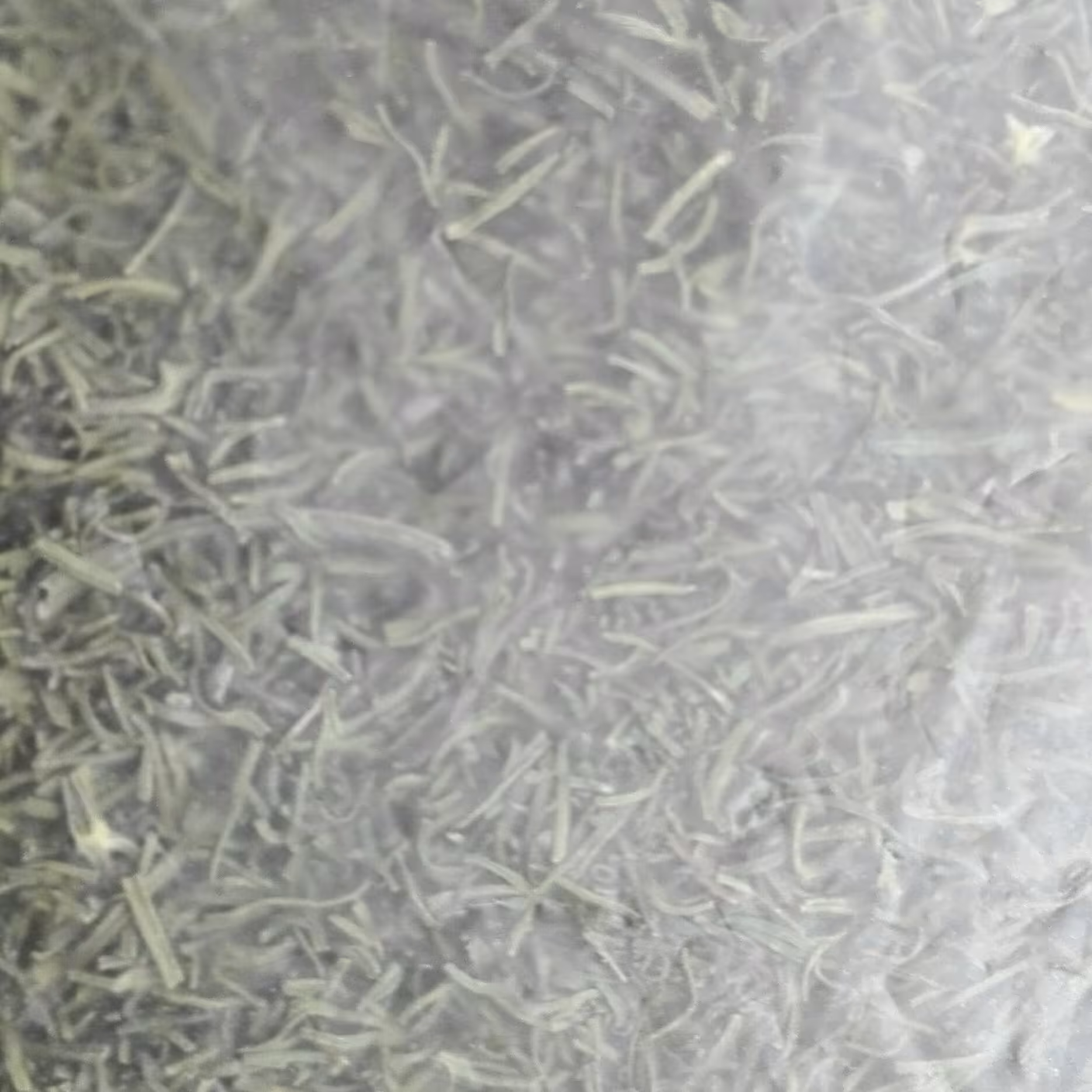 ترخون خشک معطر تازه 75 گرمی