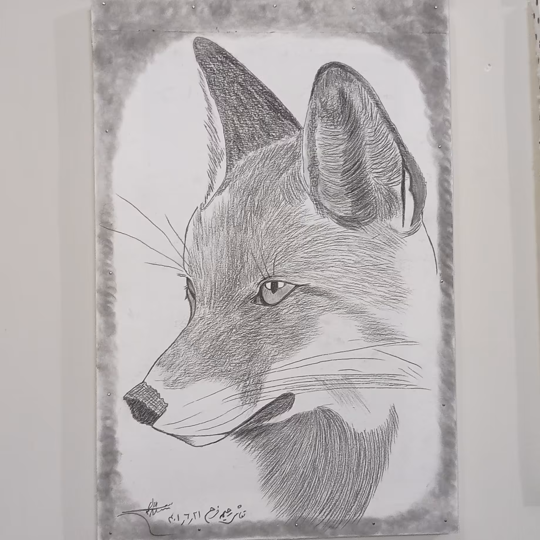 روباه سیاه قلم 