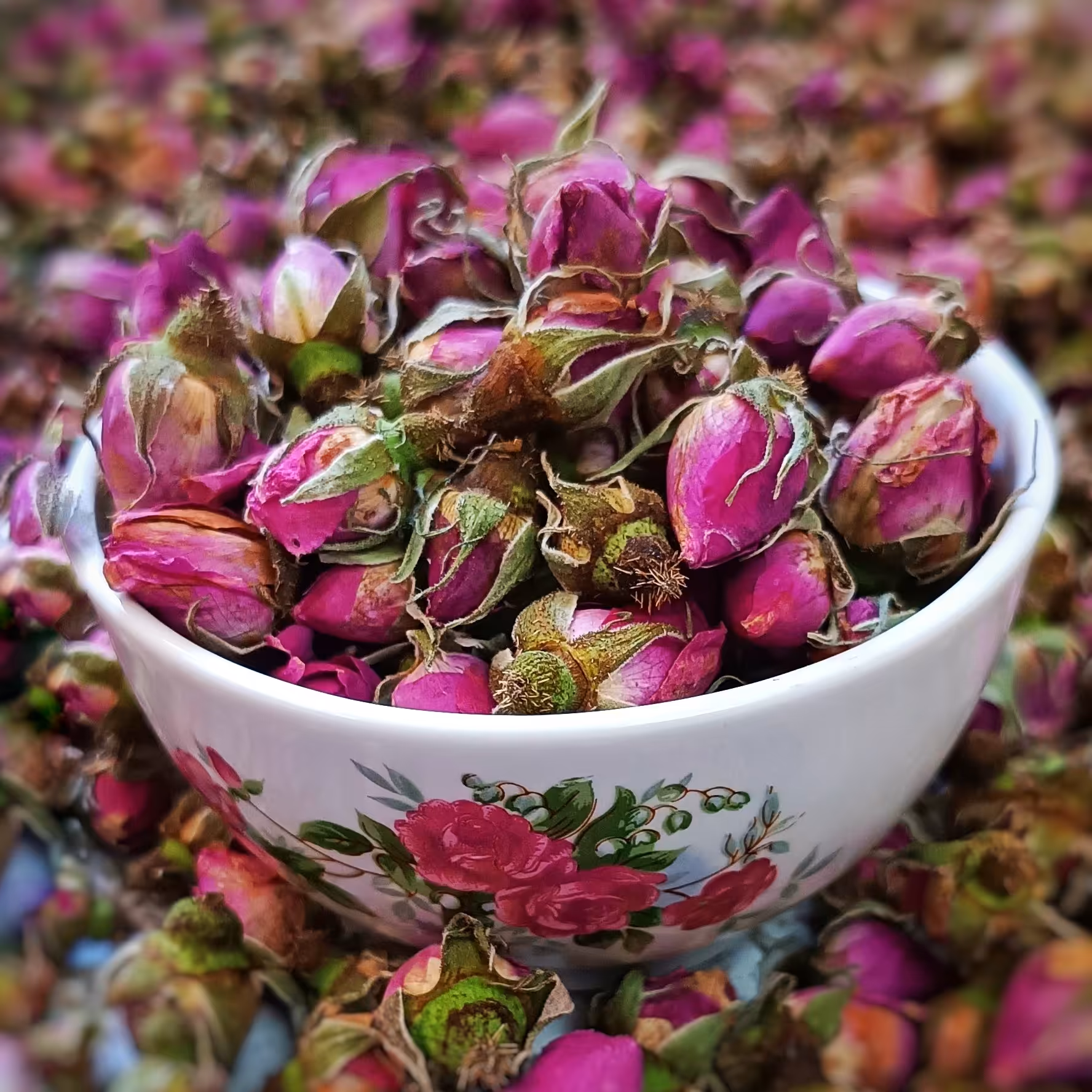 غنچه گل سرخ محمدی