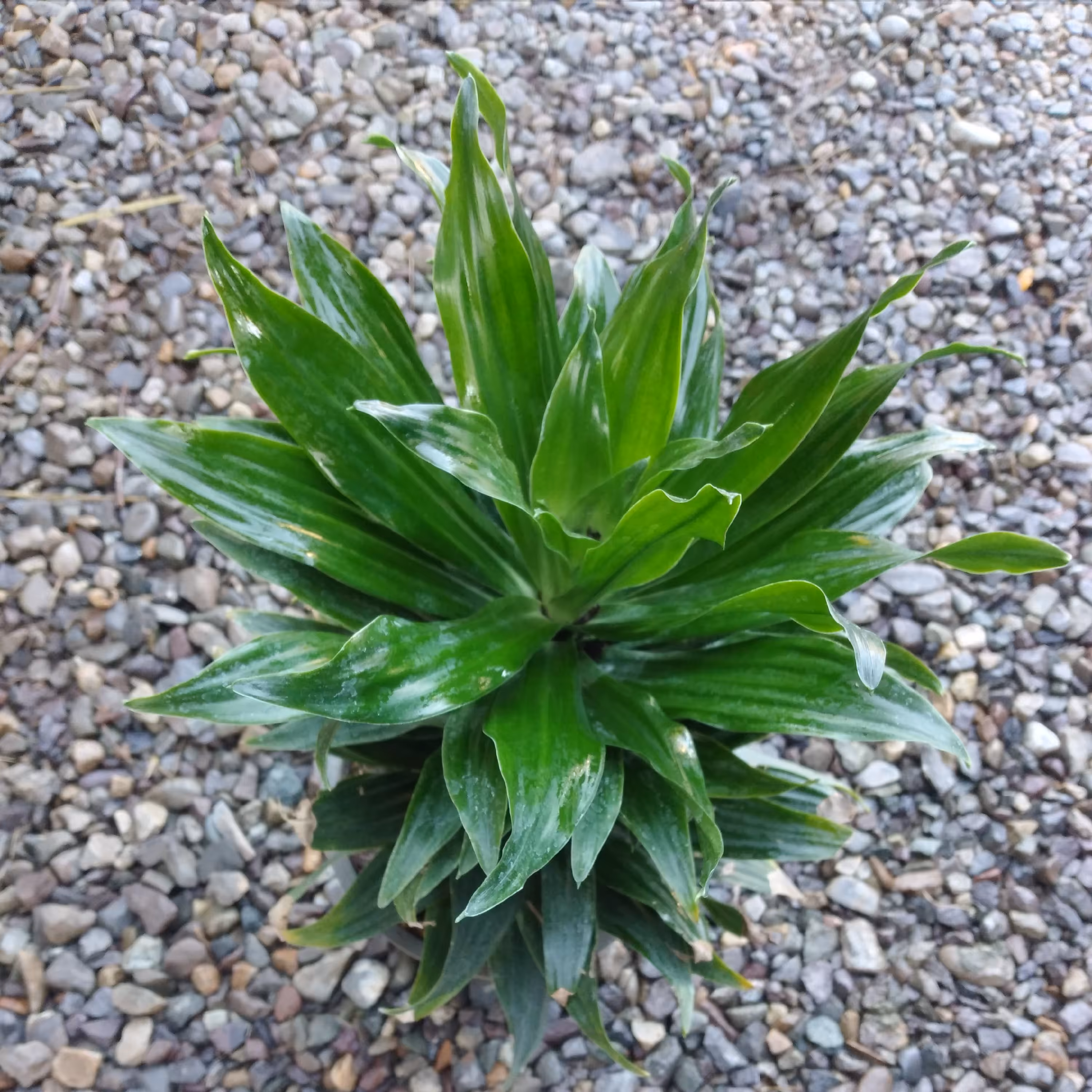 کامپکت سطل 3