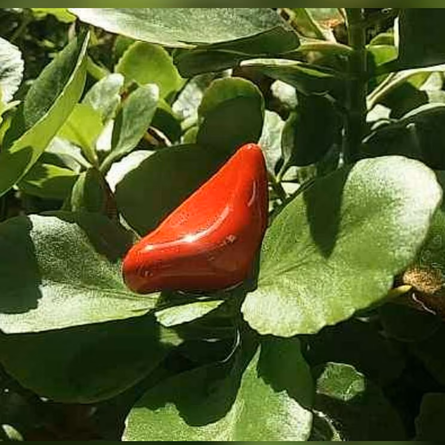 پرنده سفالی لعاب دار دکوری