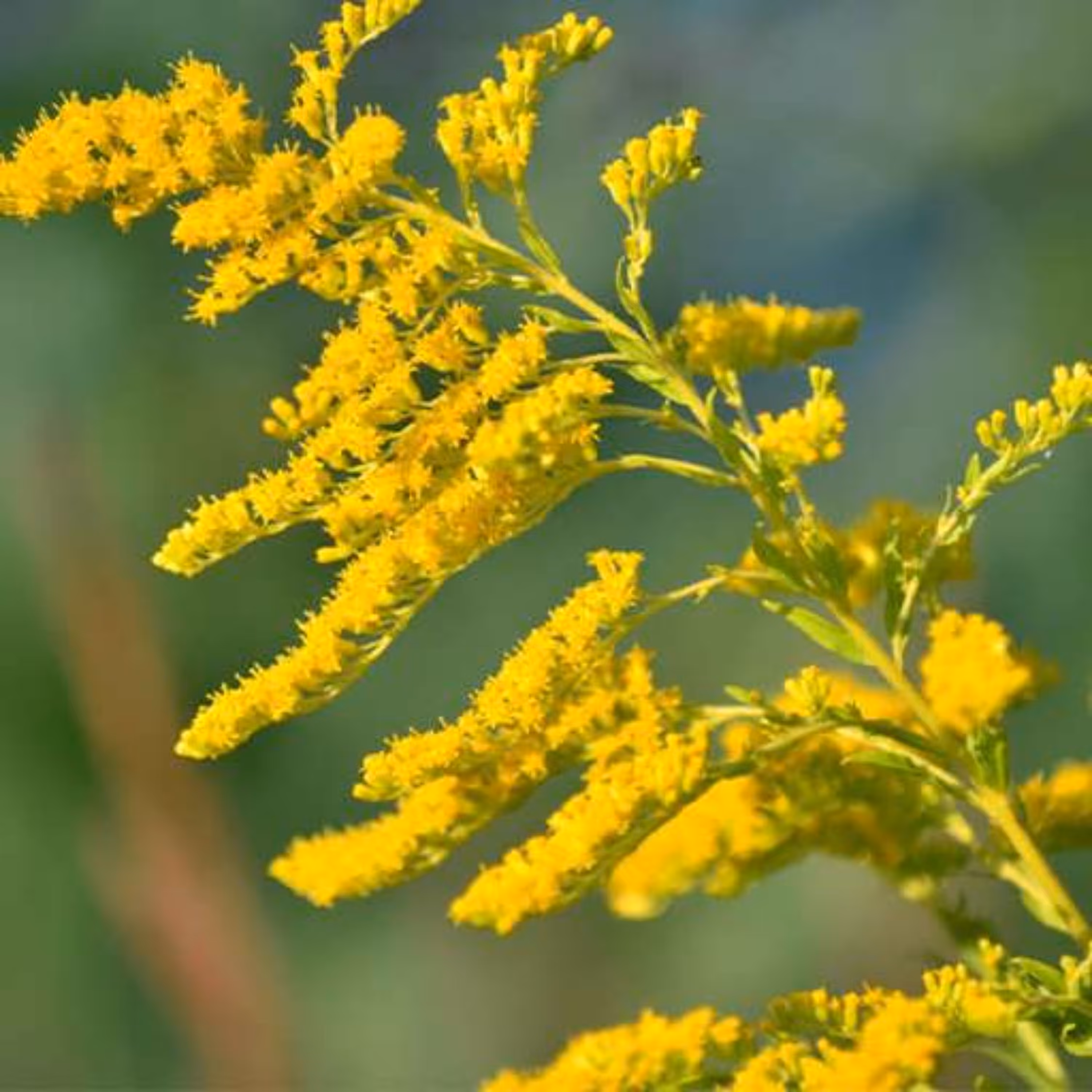 بذر علف طلایی 1 گرمی