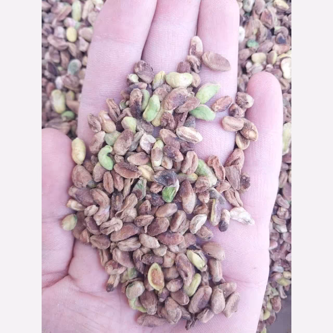مغز پسته گندمی خام (500 گرمی)